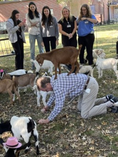 Goat stands on man's back