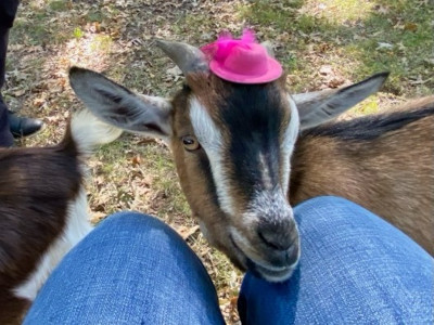 Goat wearing a hat