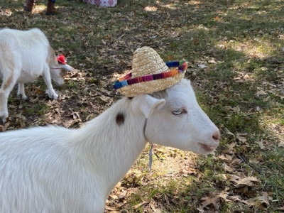 Goat wearing a hat