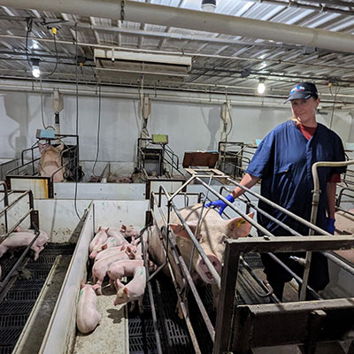 Dr. Jessica Amber Jennings working with pigs