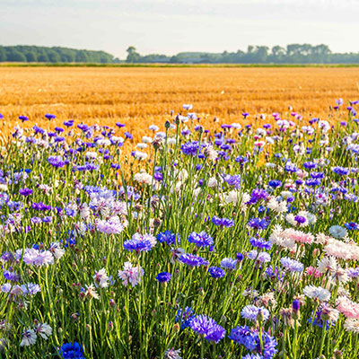 Field of wildflowers and grains