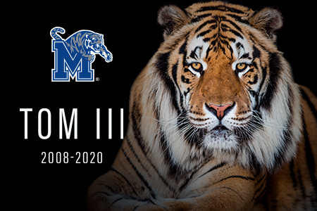 Tigers mascot Tom III to miss 2020 University of Memphis football