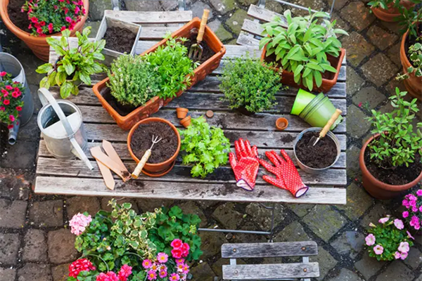 Plants, flowers, pots